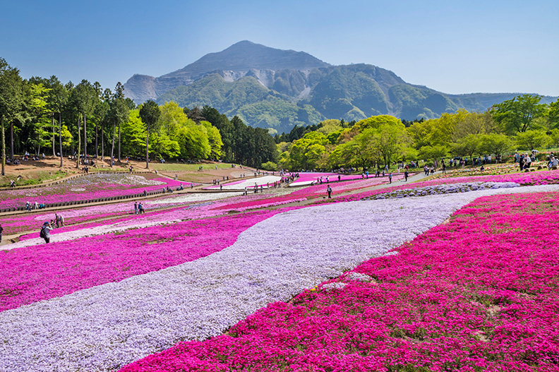 羊山公園